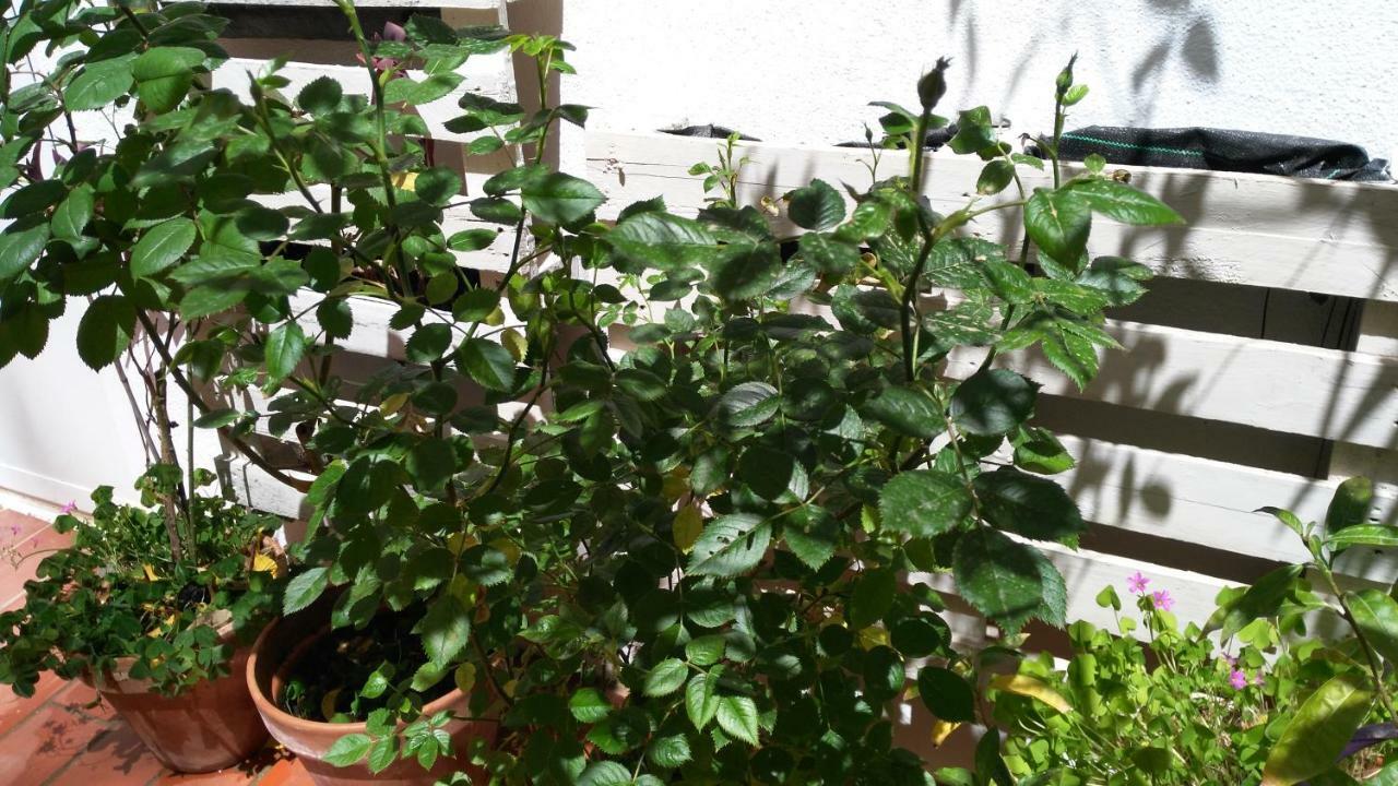 Patios Con Encanto Cordoba Ngoại thất bức ảnh